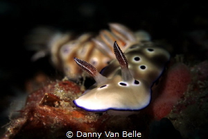 Tailgating nudibranchs head on by Danny Van Belle 